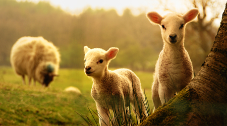 Asigurari agricole pentru animale