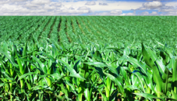 Asigurarea agricola cu prima subventionabila