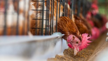 Asigurare agricola pentru pasari