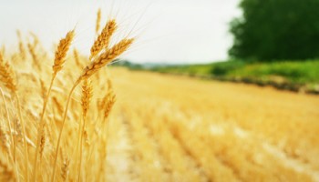 Asigurare agricola