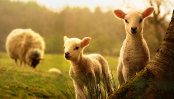Asigurari agricole pentru animale