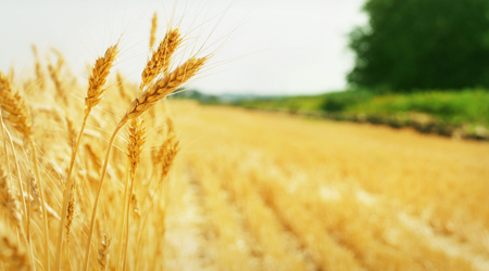 Asigurari Agricole